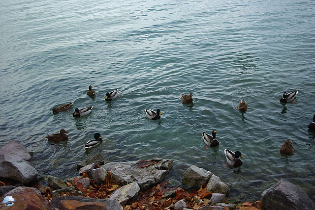 K�sz�tette: Varga Zolt�n - Balatonf�red - 2009. november
T�k�s r�c�k - Balatonf�red