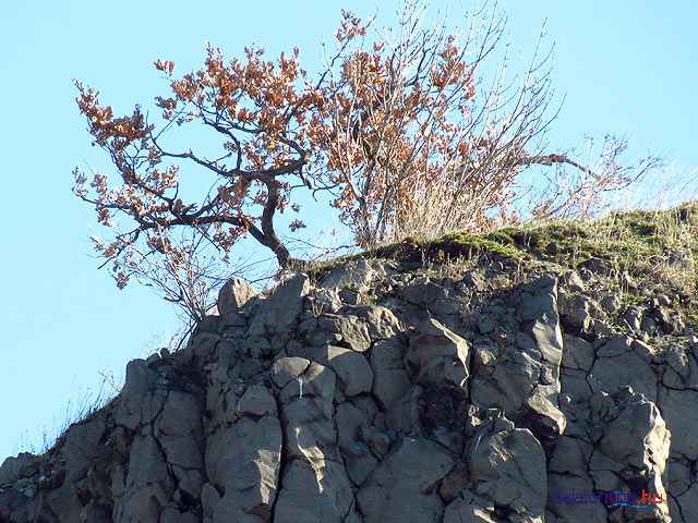 Hegyestű Balaton-felvidék  fa a csúcson