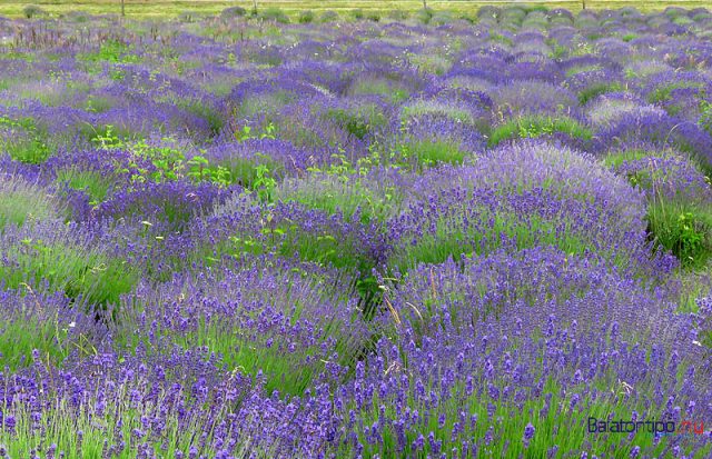 Kis túlzással olyan, mint Provence-ban 