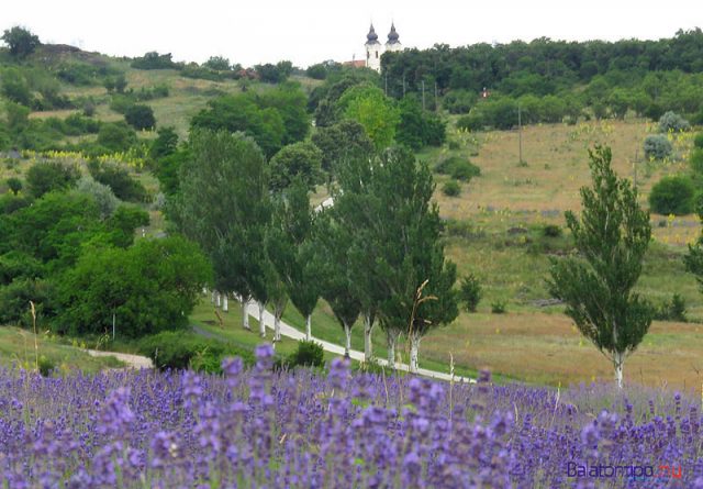 A Tihanyi Bencés Apátság templomának tornyai a levendulákkal