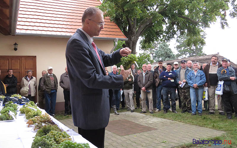 Kocsis László egy fürt Korona szőlővel a tavalyi bemutatón - fotó Győrffy Árpád