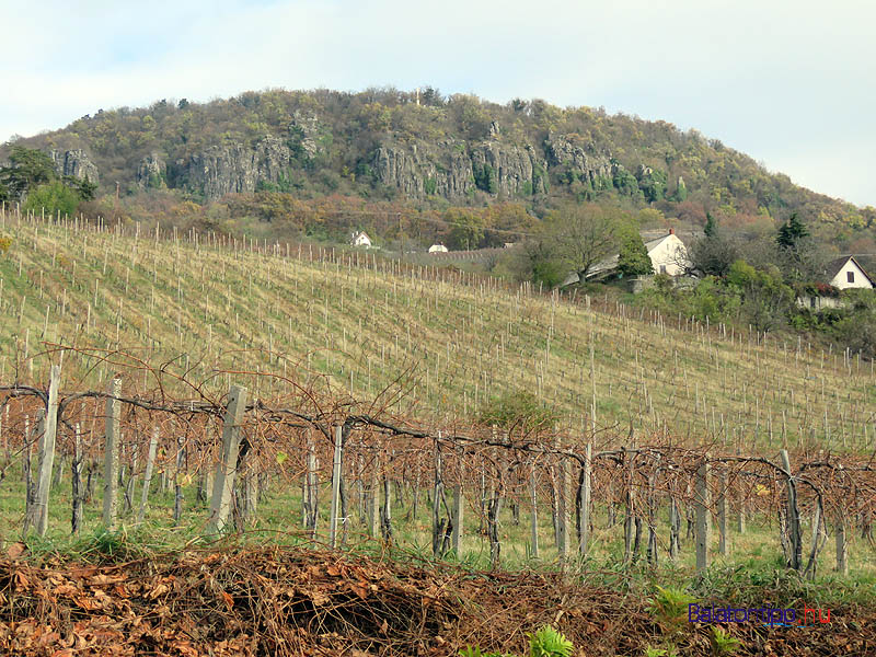 Badacsonyi szőlők