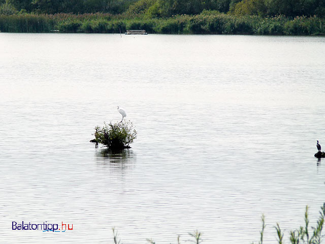 Kis-Balaton bicikliut madarak természet