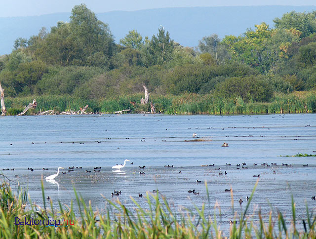 Kis-Balaton hídvégi Zala-híd madárles Zimányi árok