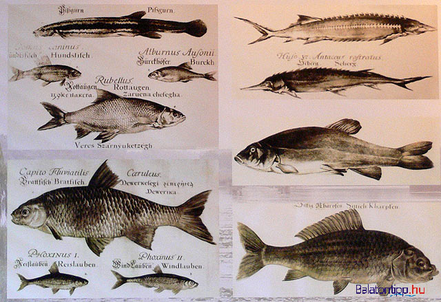 Kis-Balaton Ház kiállítás halak