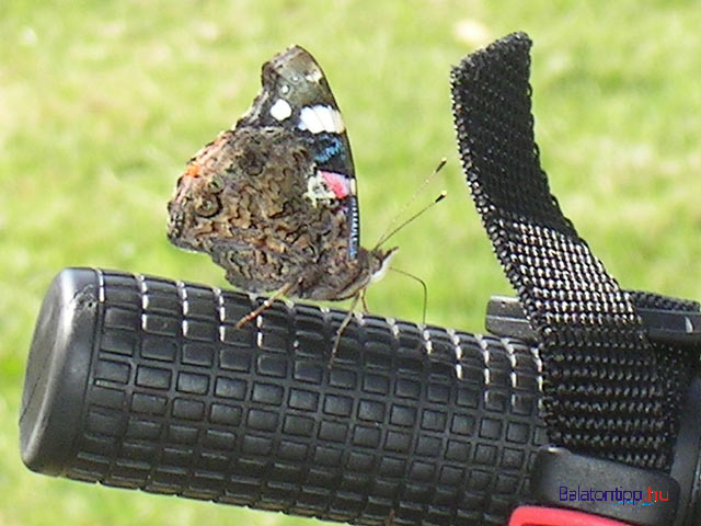 Balatoni Bringakör Bringakörút Bizonyítvány Nagykör