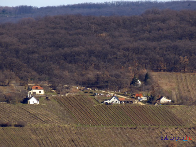 Hegyestű Balaton-felvidék   kilátás a Balázs-hegyi pincékre - középen a Mersics pince