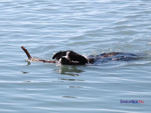 Kutyás Falkasrand Balatonfűzfő Fövany strand