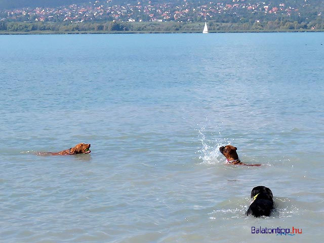 Kutyás Falkasrand Balatonfűzfő Fövany strand