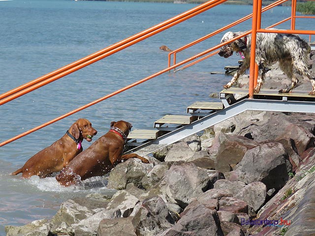 Kutyás Falkasrand Balatonfűzfő Fövany strand