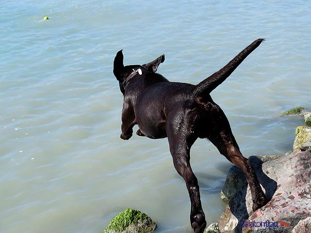 Kutyás Falkasrand Balatonfűzfő Fövany strand