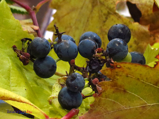 Tihanyi Gardafesztivál  szőlődíszítés