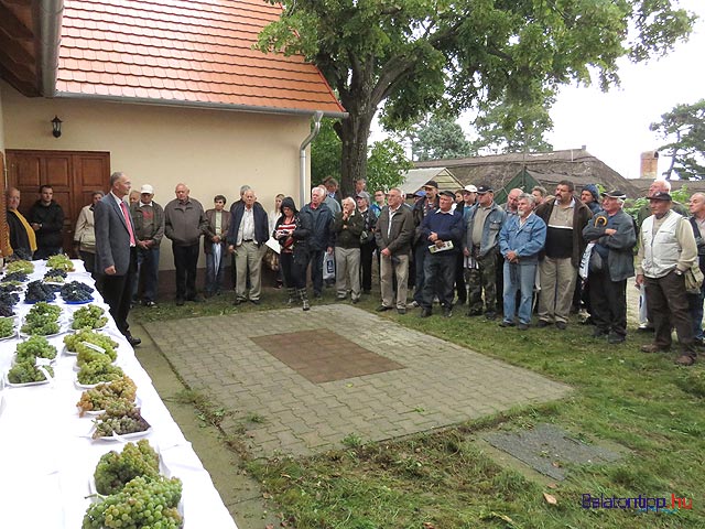 Cserszegtomaj kísérleti szőlők nemesített klónok 