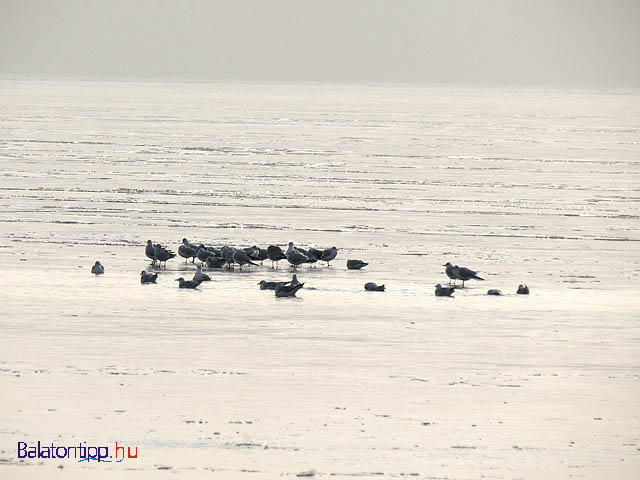 Balatonfüred jeges Balaton Esterházy strand 2013. január 26.  sirályokkal