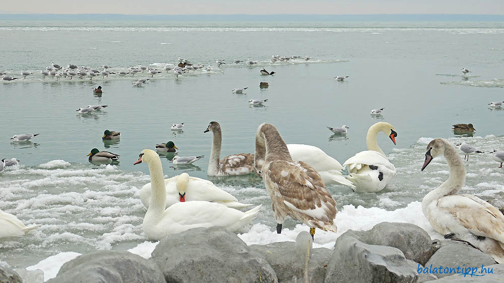 Siófok sirályok, kacsák, hattyúk