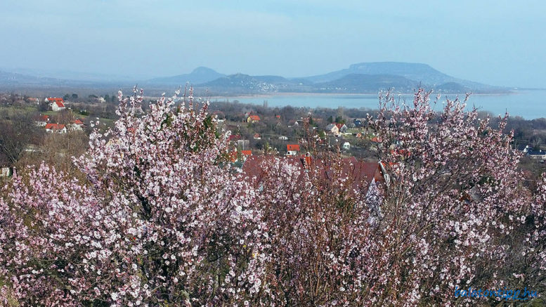 Virágzó mandulafák a Becehegy oldalában Balatongyörökön a tanúhegyekkel a háttérben - Fotó: Győrffy Árpád