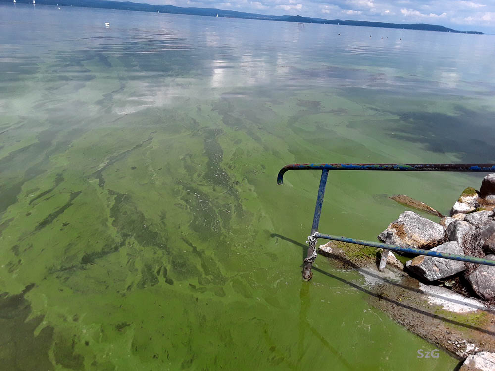 Az algáktól már-már spenóthoz hasonlító víz Balatonszárszón a Kond utcánál